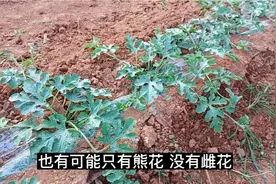 西瓜的修剪和管理，西瓜光开花不结果，或结了果坐不住果的原因视频封面
