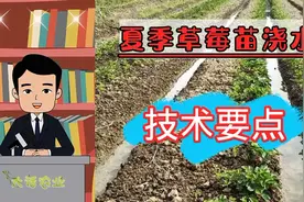 夏季高温，草莓苗浇水需要注意，以免造成损伤。视频封面