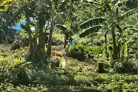 农村荒废的土地怎么重新种起来？组织城市自愿者来帮助是好办法！视频封面