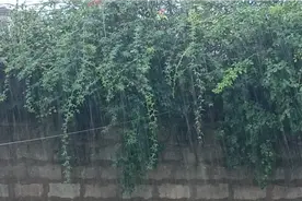 连云港暴雨来袭！八点多钟的天色如同夜幕！积水太多，无处安放啊