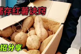 住楼房保存红薯的诀窍，越放越甜，这样做，放一年不发芽不硬心！视频封面