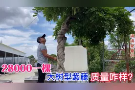 枣庄的韩大哥花几十年的时间，把一棵爬藤紫藤养成了大树型，厉害视频封面