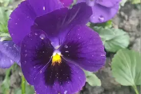 穷人只靠多读书，只有知识才能改变命运视频封面