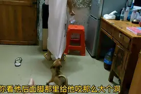 狗狗就喜欢跟婷曦两个疯，天天咬衣服，鞋子，睡衣都扯一个大洞了视频封面
