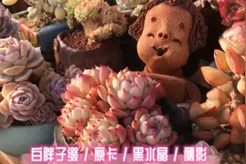我坦白交代！其实我悄悄买了好多，超美手捧花精品多肉视频封面