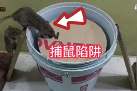 手工制作捕鼠陷阱，家里有老鼠的可以制作一个。