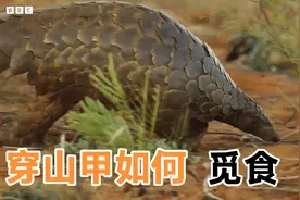 穿山甲为什么说有药用价值，看完视频你就懂了，白蚁是最好的中药