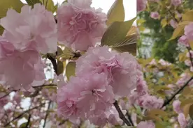 重瓣樱花是春天的美少女……视频封面