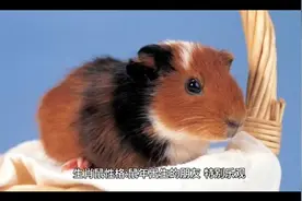 生肖鼠，性格分析视频封面