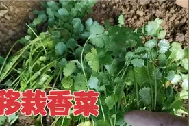 房顶菜园移栽香菜，先浇三次水后浇一次水，这样香菜爱活长长的快