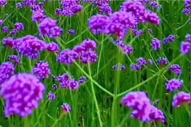 听歌领金币推荐新歌噪音优美[心要走何必留]句句入心越听越想听