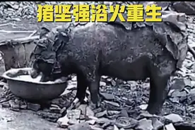 被火灾严重烧伤的猪猪，尽然奇迹般活了下来，真是让人敬佩！视频封面
