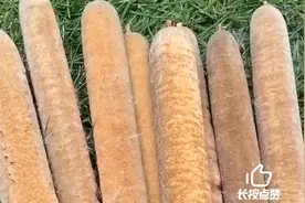 香蒲的作用与功效视频封面