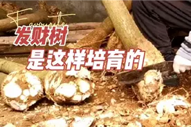发财树的前生，要经过砍头 锯头才能获得新生，是这样培育出来的