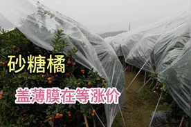 砂糖橘盖起薄膜坐等升价，相对比露天果熟了就摘优势大很多视频封面