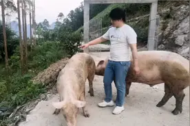 这么大的公猪配种这样的母猪最合适，啊姨大老远的把母猪赶来配种