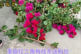 国庆假期把粉丝的福利送出去了，重瓣红三角梅枝条！视频封面
