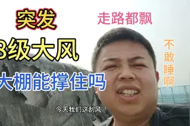 山东8级大风，很多大棚被掀翻，瓜农夜里不敢睡觉蹲在地里，真难视频封面