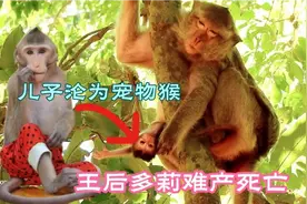 丹妮拉后续1：王后多莉发生难产，奄奄一息从树上挣扎着爬回地面视频封面