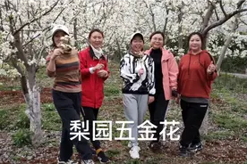 梨园五金花视频封面