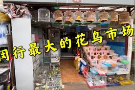 上海闵行最大的花鸟市场，各种盆景植物鸟类水族，应有尽有视频封面