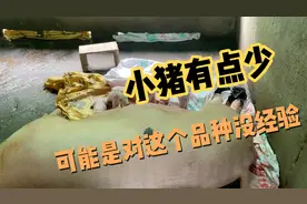 之前买的良种母猪下崽了，将它和自留母猪几番对比，说出实际情况