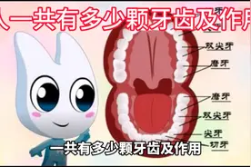 人一共有多少颗牙齿及作用视频封面
