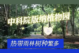 慢游西双版纳中科院植物园是个科普知识开眼界的好地方。必打卡处