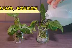 水培植物，需要每天换水吗？看完这个仙洞龟背实验，会有答案