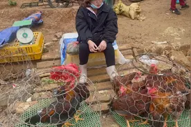 越南大山里问下卖鸡老板娘价格，对方不知道哪里来的气，说不卖了视频封面