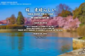摄影集 樱花烂漫 华盛顿DC  潮汐盆地 潮汐湖视频封面