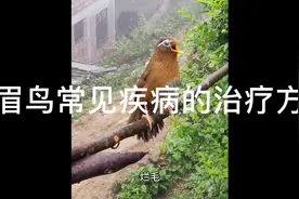 画眉鸟常见疾病的治疗方法视频封面