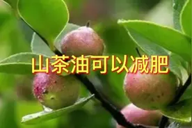 山茶油可以减肥视频封面