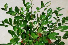 九里香在秋季这样养护，新芽蹭蹭蹭的往外冒视频封面