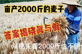 亩产750-1000kg的麦子，到底是真还是假？让事实揭晓答案视频封面