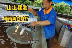 大棚高密度养殖对虾效益好：1立方水体可养20斤，3个月可上市。视频封面