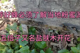 养好蜂必须了解当地粉蜜源，五倍子又名盐肤木开花视频封面