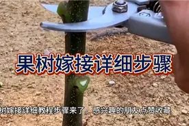 果树嫁接详细步骤来了，学不会你来找我！视频封面
