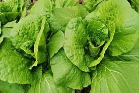 用黄豆发酵有益菌肥需要煮熟吗？今天我们详细说一下视频封面