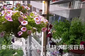 实拍矮牵牛和百万小铃的对比，两种花都很容易爆盆呦！视频封面