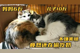 蓝宝都成年猫了，还在偷吃三花妈妈的奶，无语了！视频封面