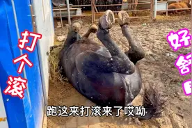 为什么牲口不干活了喂食之前，先打滚打个滚就可以解除疲劳吗？