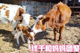 早产小牛在屋里养了半个月，终于和牛妈妈团聚，还和孩子成了玩伴视频封面