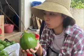 大多数人不知道海南也种牛油果，味道不输给进口的，个头还大视频封面