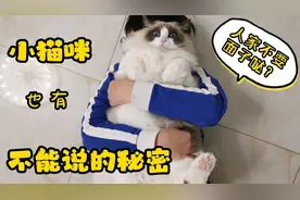 软糯布偶猫为什么一直喵喵叫？小猫咪的秘密你也不知道⊙﹏⊙视频封面
