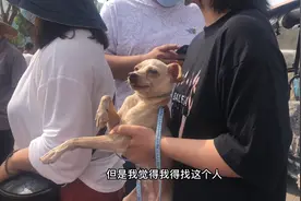 狗狗被偷在狗市找到但是已被转手如果是你应该怎么做视频封面