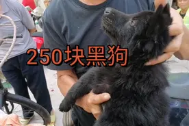 实拍广西玉林马坡圩狗市，250块全黑狗十三斤左右，价格乐观