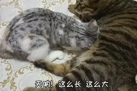公猫喂奶的名场面又来了！视频封面