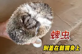 刺猬身上发现许多大小不一的蜱虫，主人拔出后却不知道如何处置。
