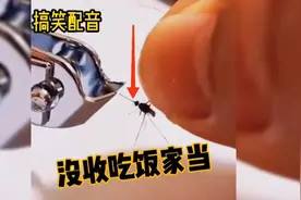 没收吃饭家当，蚊子：你给我等着视频封面